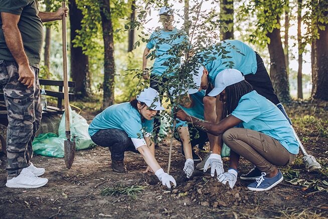 people planting a small tree in a forest